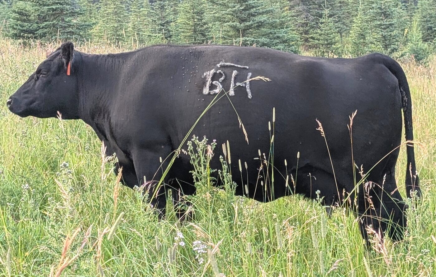 A black cow carrying the Bar BH brand, out on summer grass at Bear Hill Ranch