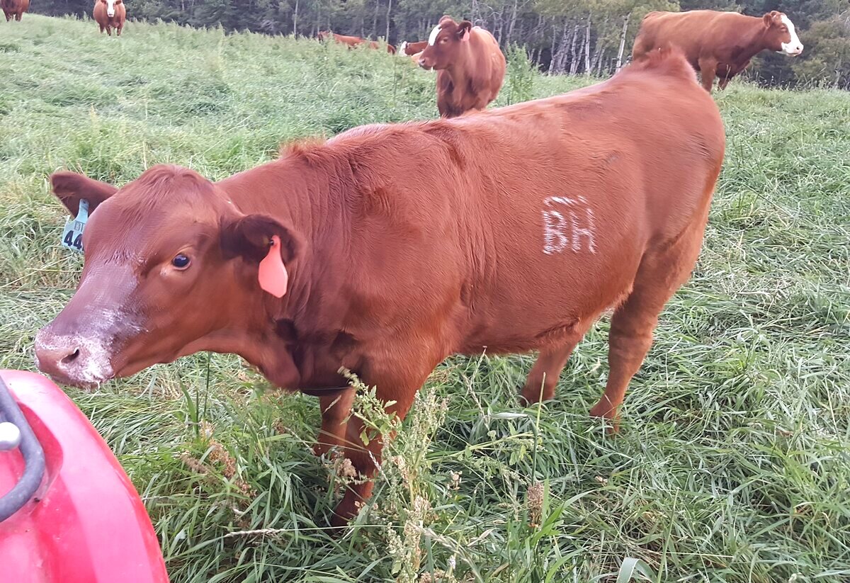 The Bar BH brand on a cow's hip