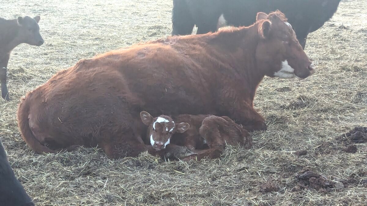 A cow with her newborn calf