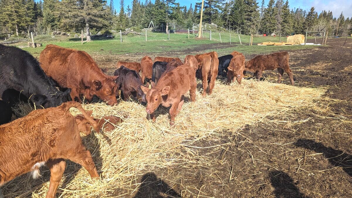 Calves bedded down on fresh straw