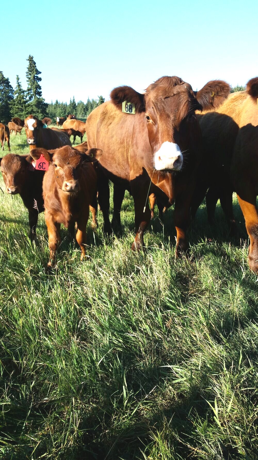 Cattle in tall summer grass