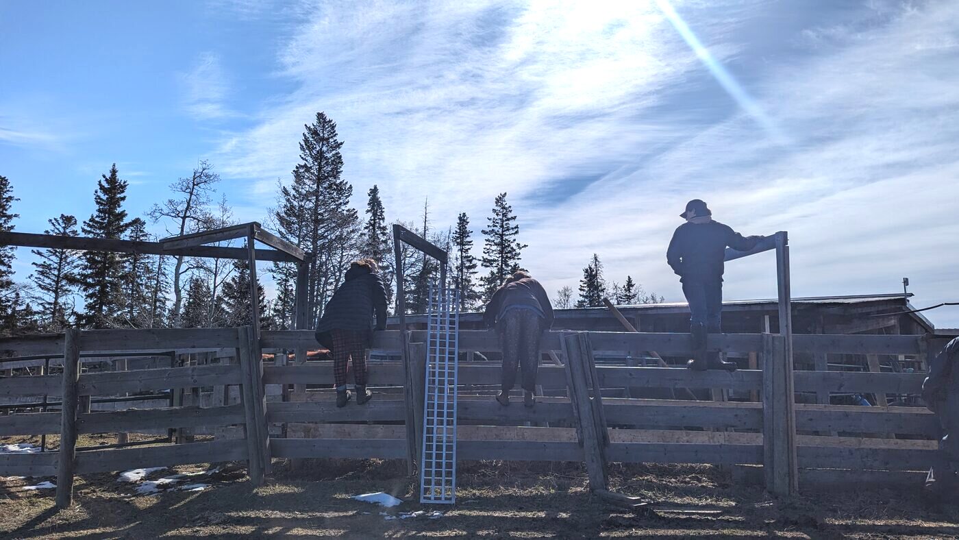 Working cattle at the corrals as the light goes