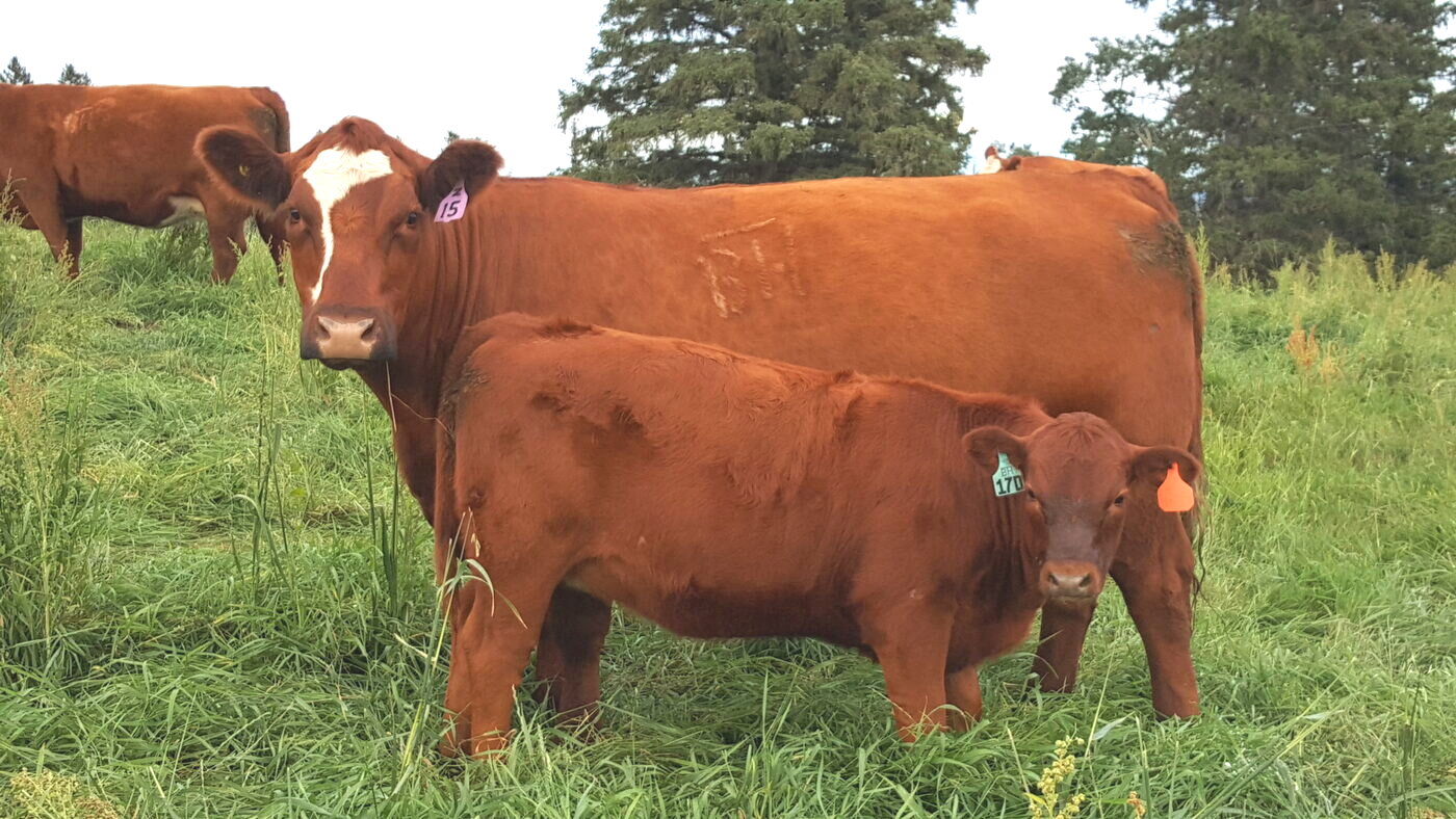 A red cow and her calf on summer grass