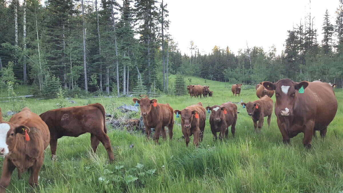 A cow and the herd in tall summer grass