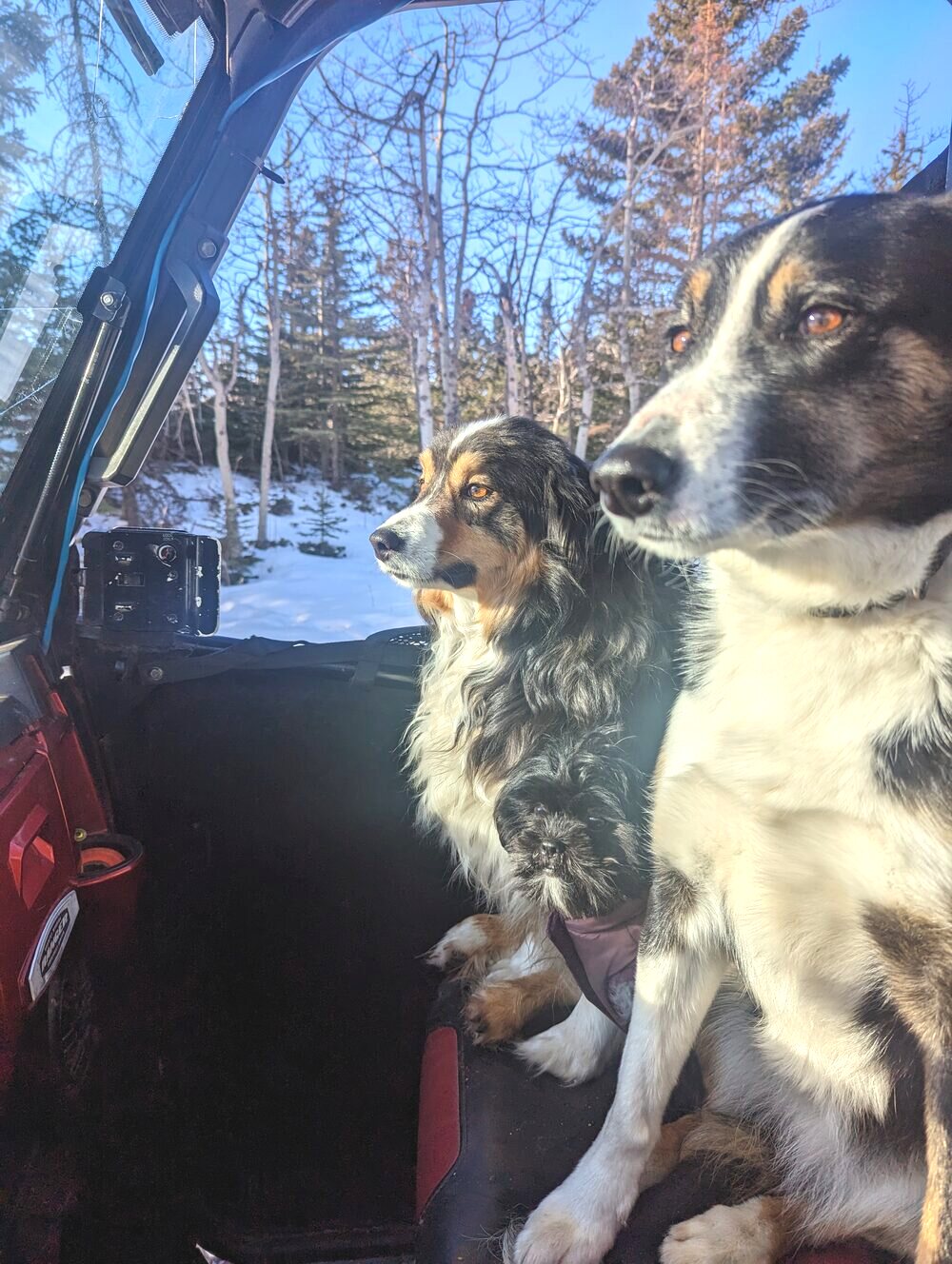 The ranch's stock dogs