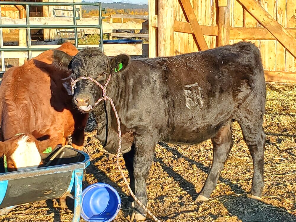 Feeding cattle at the ranch