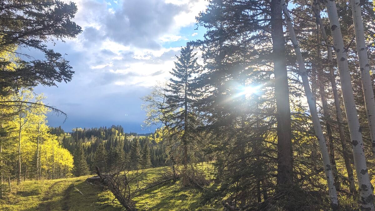 Late afternoon light through the trees on the ranch