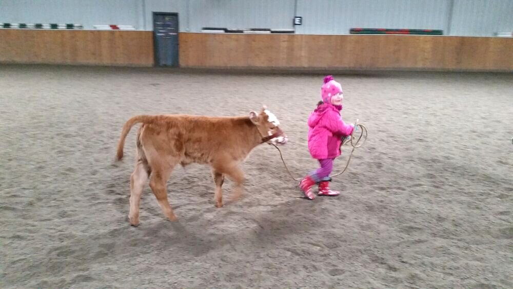 Young girl leading a calf