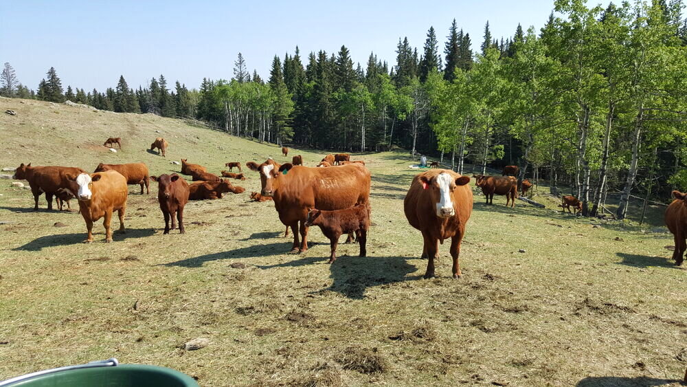 Cattle on a green hillside