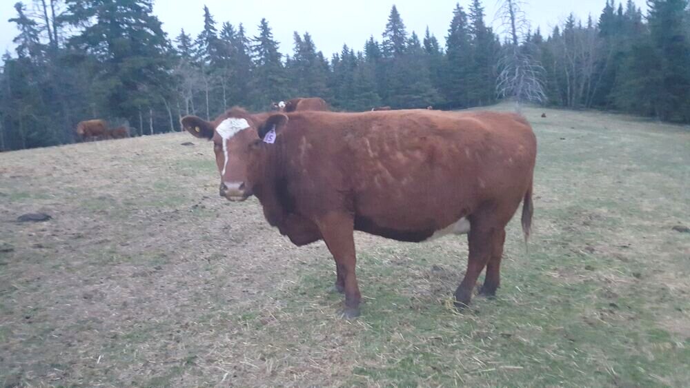 A Bar BH cow on grass