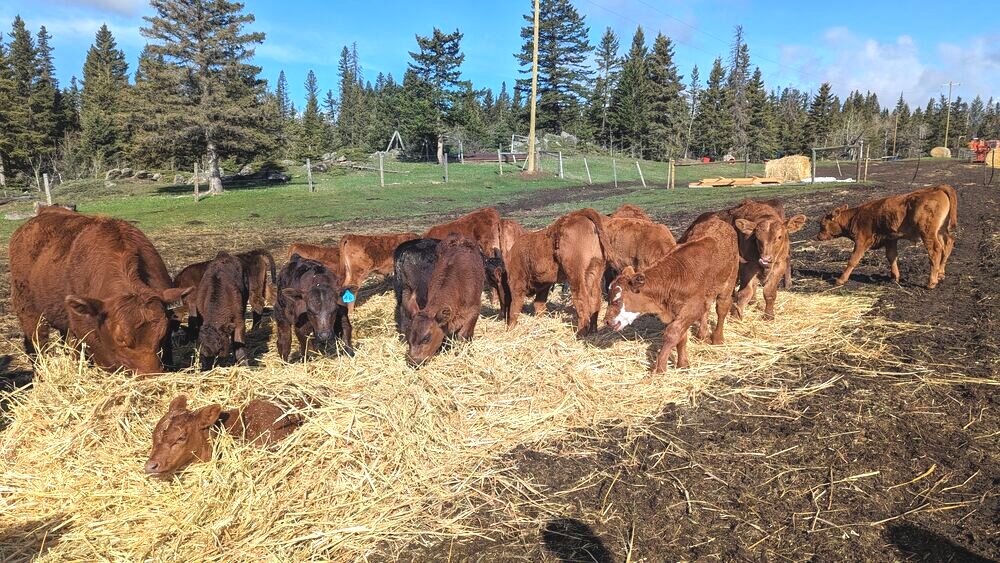 Cattle bedded down on fresh straw
