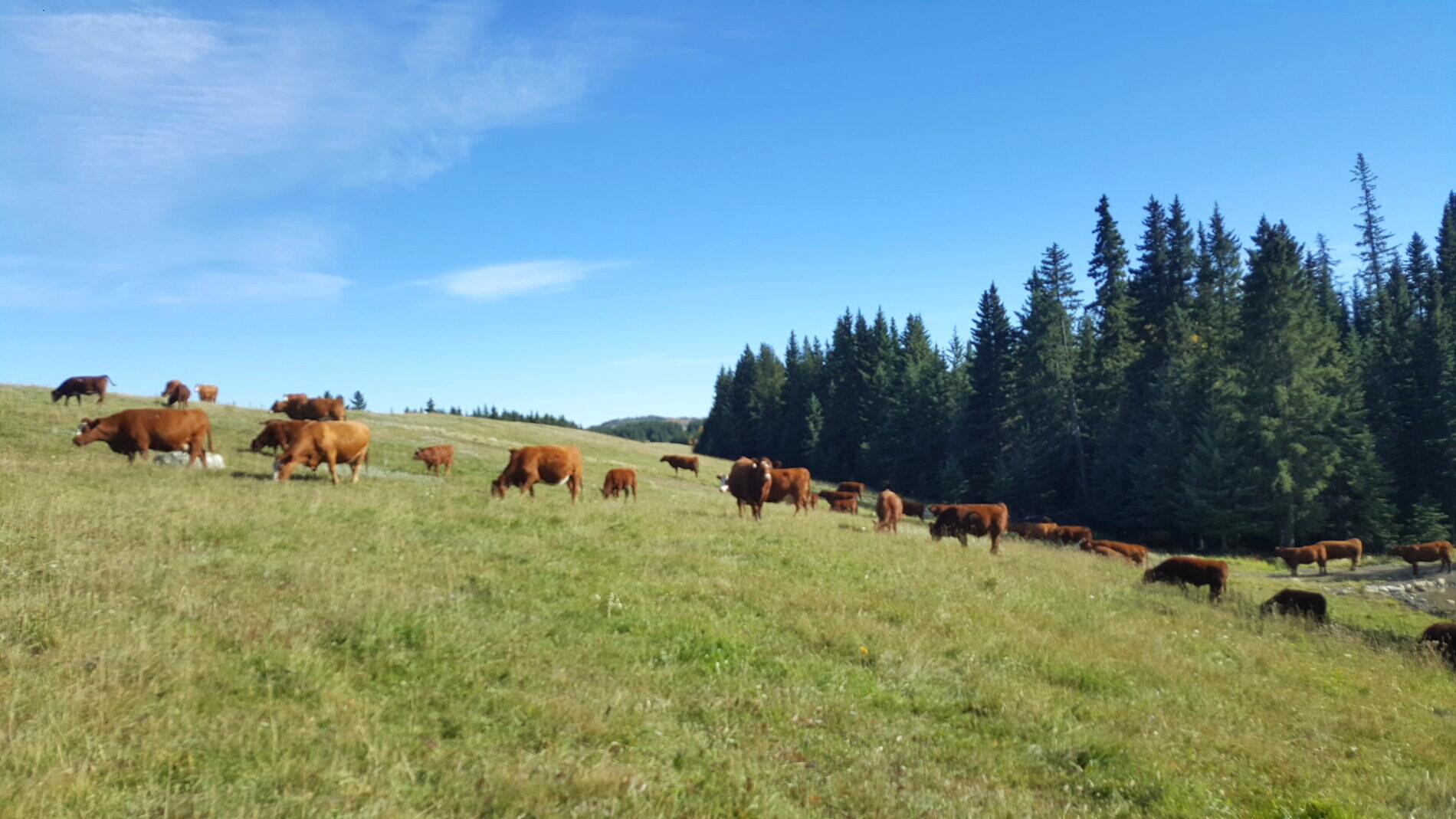Cattle grazing an open hillside under a big Alberta sky