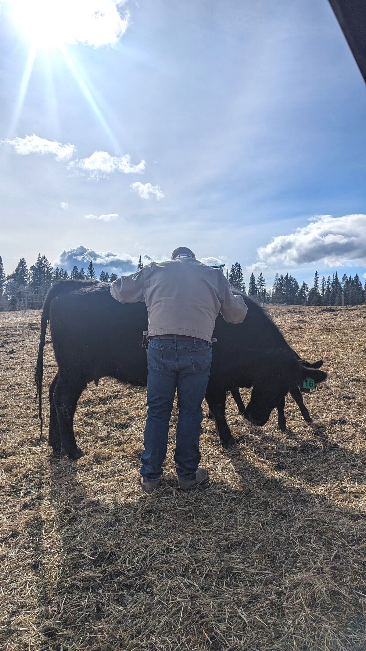 Working with the cattle at the ranch