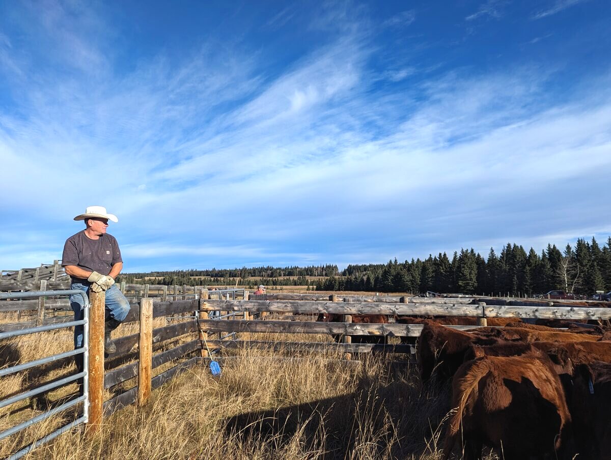 Sorting cattle at the corrals