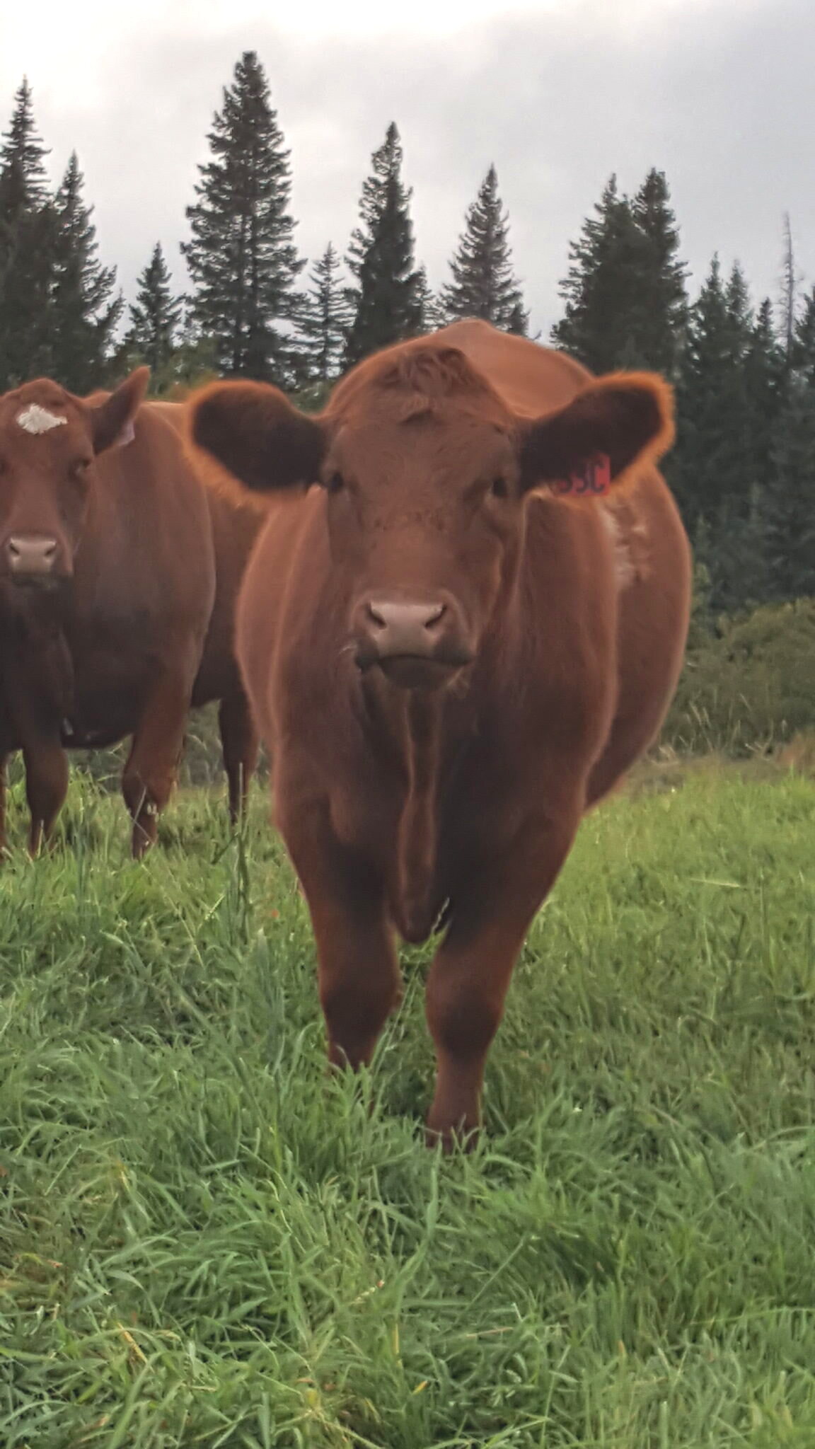 A Bar BH cow in tall summer grass