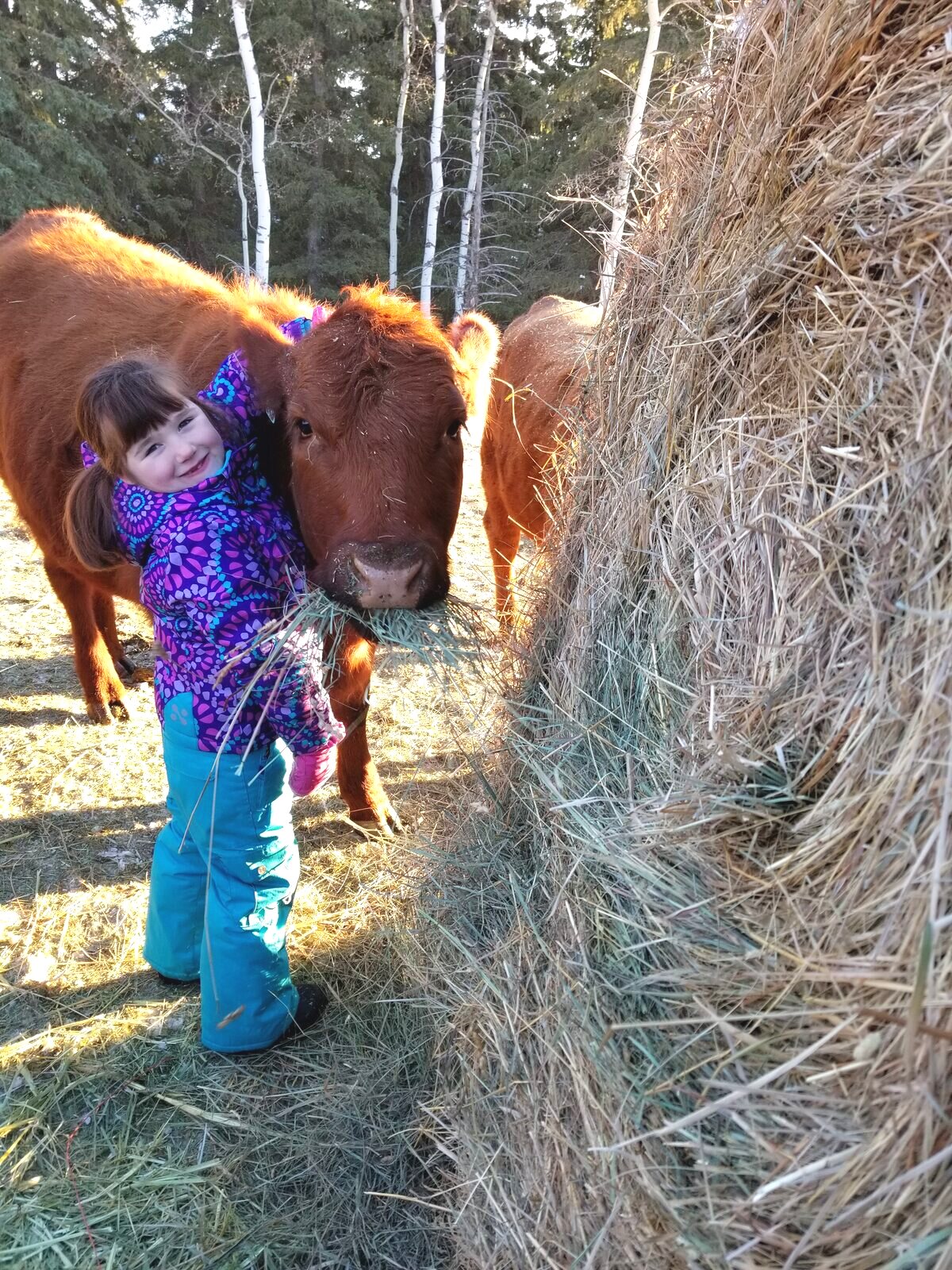 A young member of the family with a calf at the hay bales