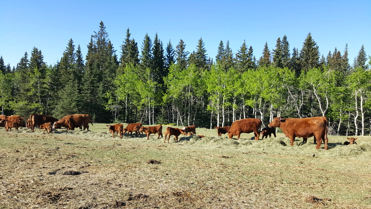 Cattle along the treeline on spring grass