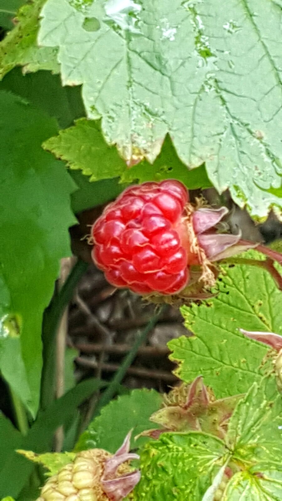 Wild raspberries growing on the ranch