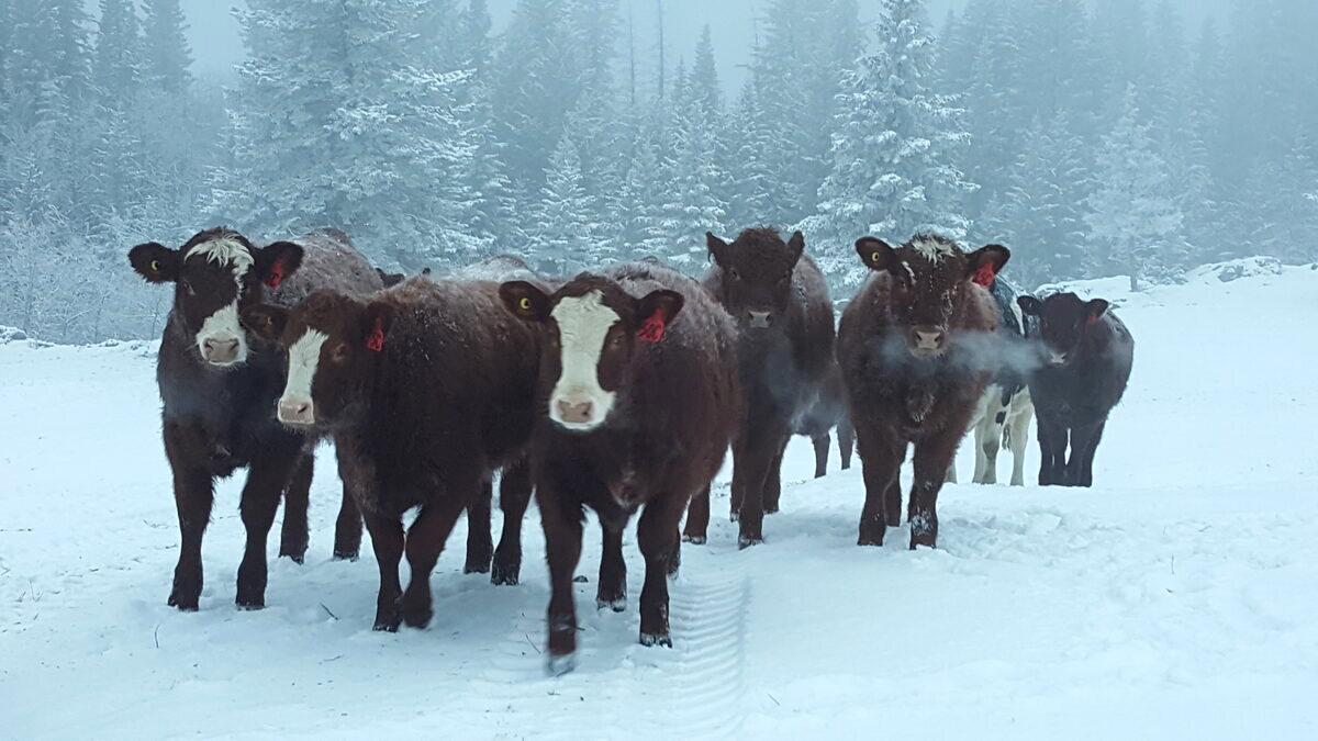 The herd on a foggy Alberta winter morning