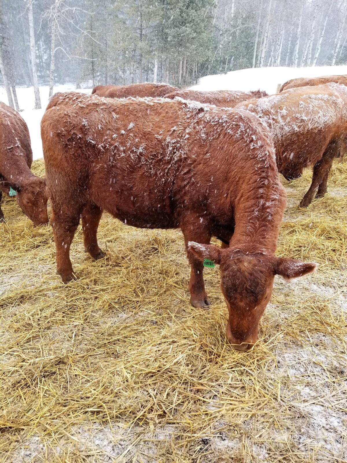 Cattle being fed hay through an Alberta winter